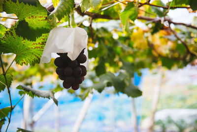 Close-up of plant hanging on branch