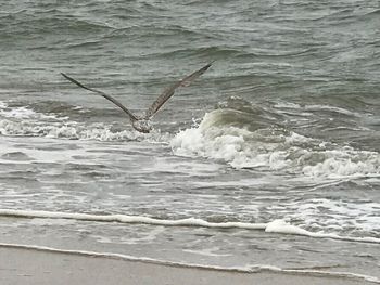 Birds swimming in sea