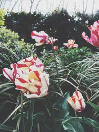 Close-up of pink flowers blooming outdoors