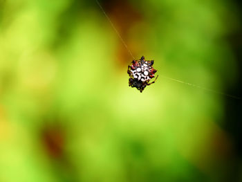 Close-up of insect on leaf