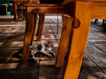 High angle view of cat resting on wooden table