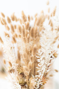 Close-up of stalks in field