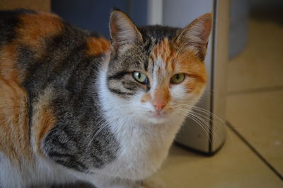 Close-up portrait of a cat