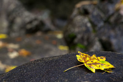 Close-up of maple leaf on rock