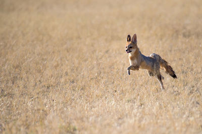 Horse running on field