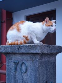 Close-up of cat relaxing outdoors