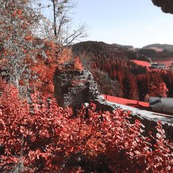 Red flowers growing on tree during autumn