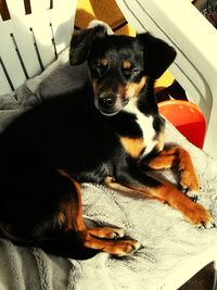 High angle portrait of dog sitting on floor