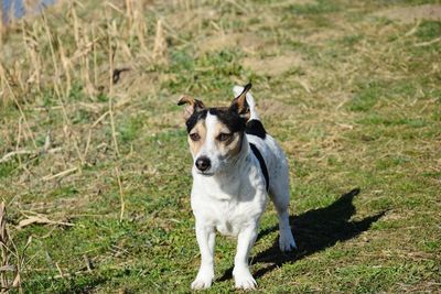 Portrait of dog standing on grass