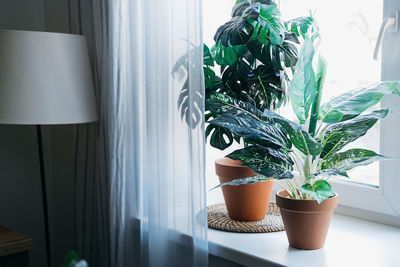 Green plants in pots on the windowsill.