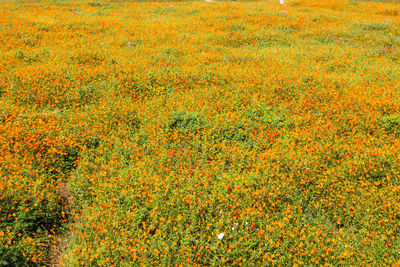 Full frame shot of flowering plants on field