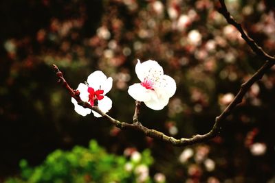 Close-up of pink flowers blooming on tree