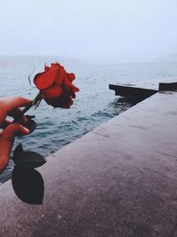 Person holding red rose on sea against sky