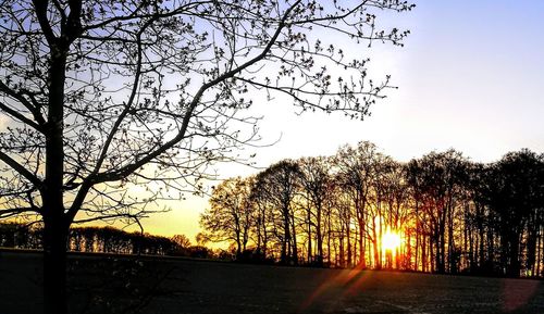 Silhouette bare trees against sky during sunset