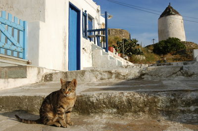 Portrait of cat sitting outside building