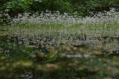 Scenic view of lake