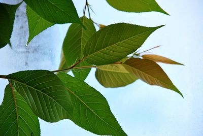 Low angle view of leaves against sky