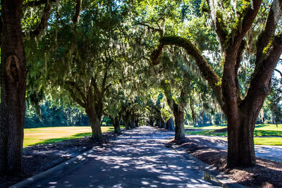 Trees in park