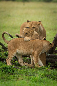 Lioness watches lion cub jump on another