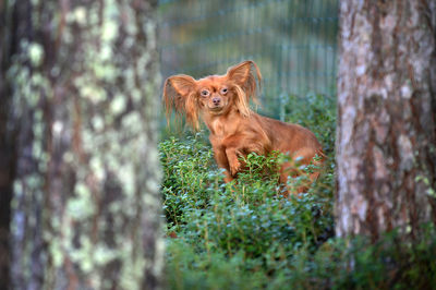 Portrait of a dog on tree trunk