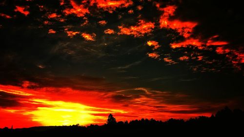 Silhouette of trees at sunset