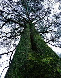 Low angle view of trees against sky