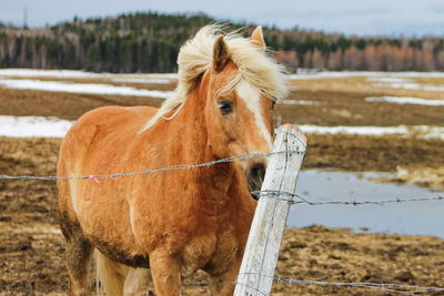 Saguenay,