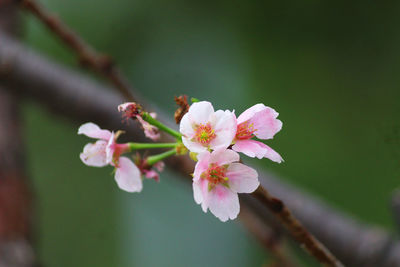 Close-up of pink cherry blossoms