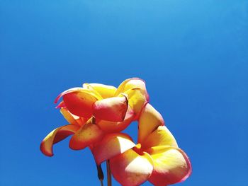 Low angle view of flowering plant against blue sky