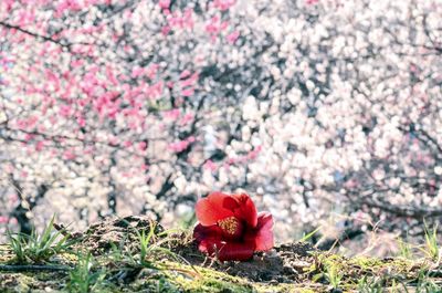 Close-up of fresh red flowers