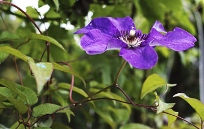 Close-up of purple flowering plant