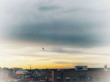 Bird flying over buildings in city