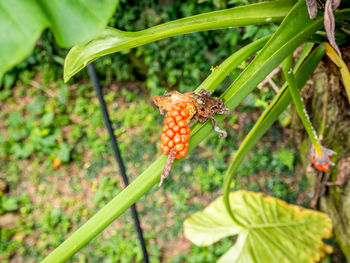 Close-up of insect on leaf