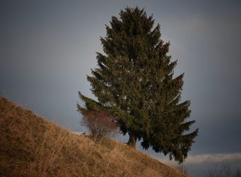 Tree on snow covered field against sky at night