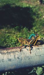 Close-up of an animal