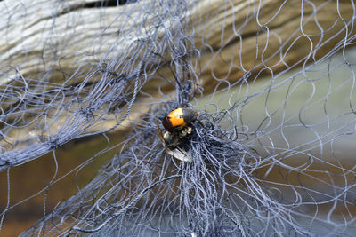 Close-up of spider on web