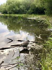 View of birds in lake