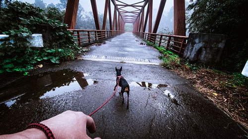 Pet owner's walking the dog after the rain in the foggy morning at rural japan against old bridge