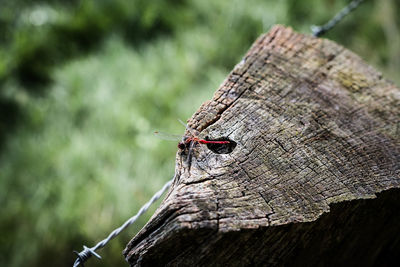 Close-up of insect on tree stump