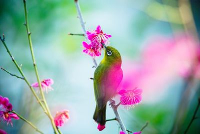 Close-up of butterfly perching on pink flower