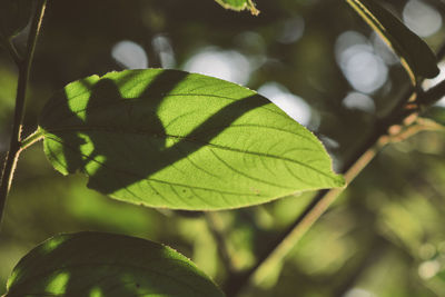 Close-up of leaves against blurred background