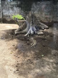 Dead tree on field by wall