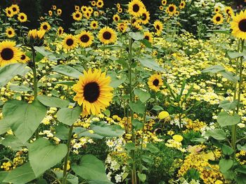 Close-up of yellow flowering plant