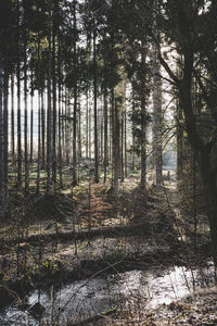 Trees in forest