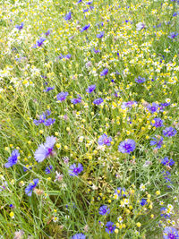 High angle view of purple flowering plants on field