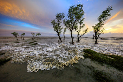 Trees on beach against sky at sunset