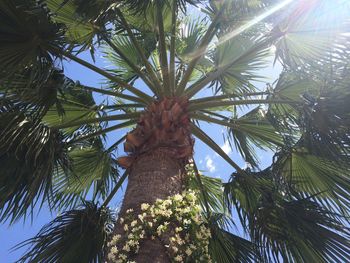 Low angle view of tree