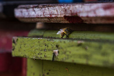 Close-up of bee on wood