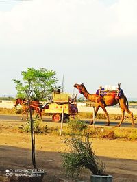 View of an animal on street