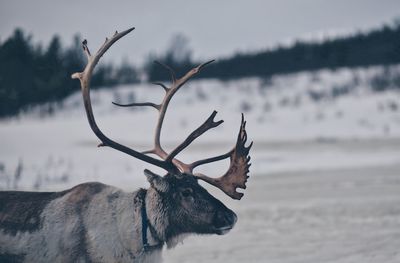 Deer against snow covered field 